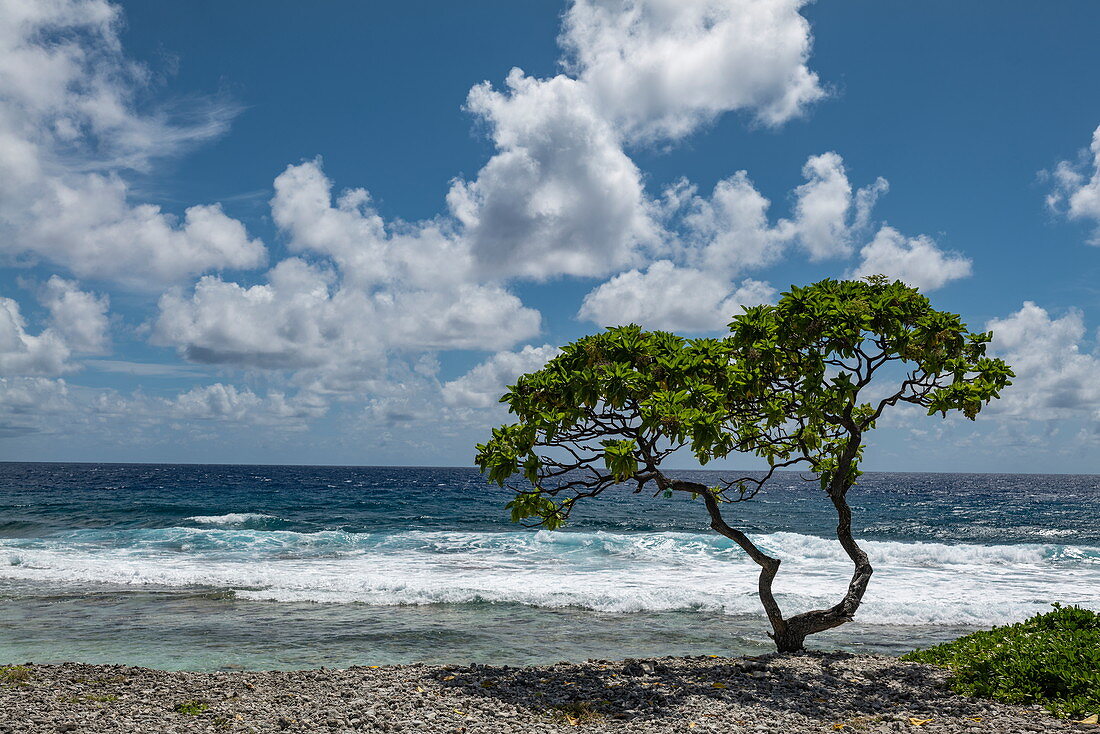 Baum am Strand auf Südpazifikseite des Atolls, Insel Avatoru, Rangiroa-Atoll, Tuamotu-Inseln, Französisch-Polynesien, Südpazifik
