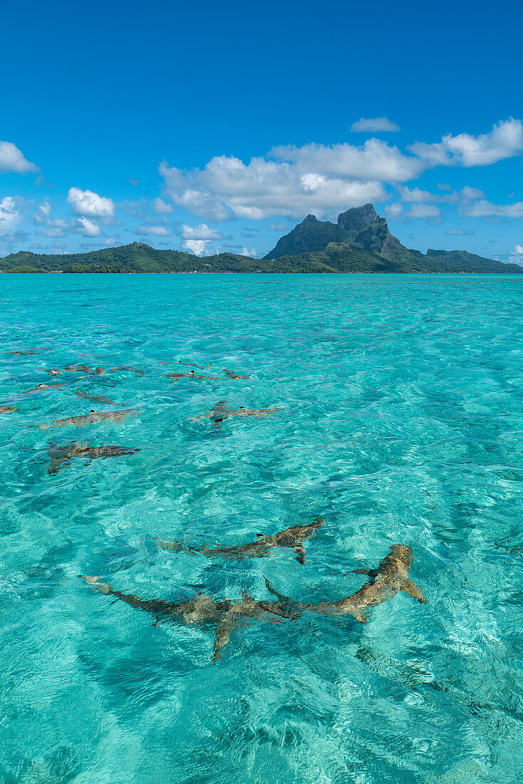 Weißspitzen-Riffhaie während Bootsausflug mit den "Shark Boys" in der Lagune von Bora Bora mit Mount Otemanu in der Ferne, Bora Bora, Leeward Islands, Französisch-Polynesien, Südpazifik
