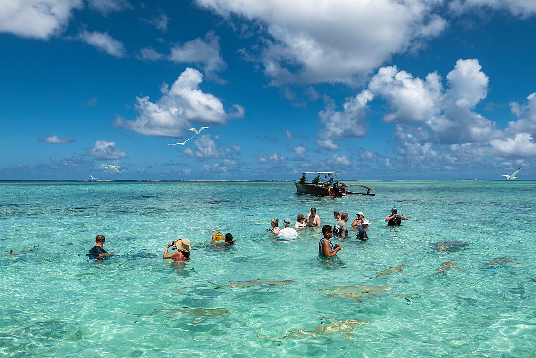 People swim with stingrays and sharks during a boat trip with the 'Shark Boys' in the Bora Bora lagoon, Bora Bora, Leeward Islands, French Polynesia, South Pacific