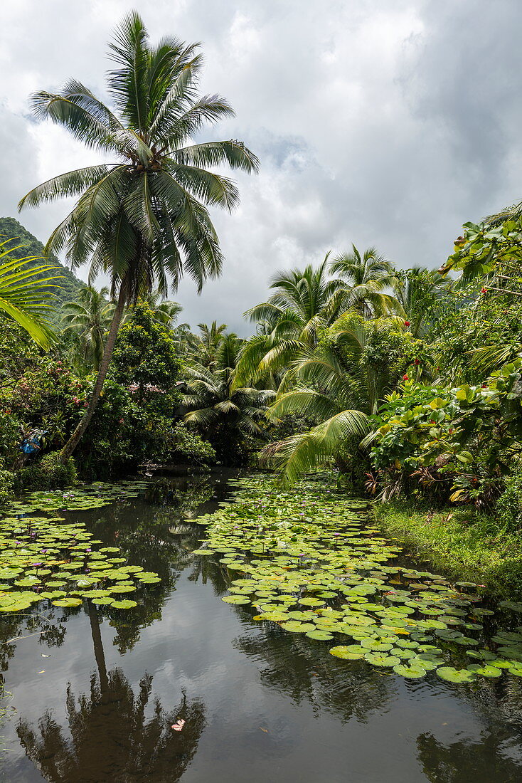 Seerosen in Teich und Kokospalmen inmitten üppiger Vegetation, Teahupoo, Tahiti, Windward Islands, Französisch-Polynesien, Südpazifik