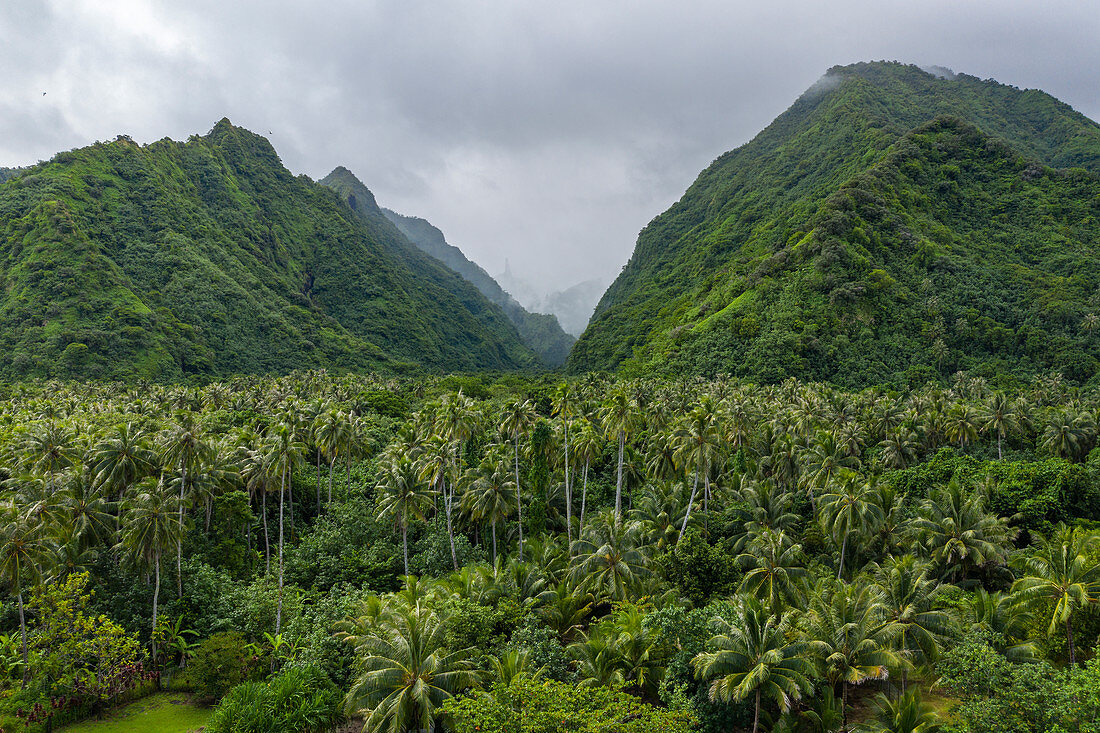 Luftaufnahme von Kokospalmen, üppigem Dschungel und Bergen an der Südwestküste von Tahiti-Iti, Pointe Puforatiai, Tahiti, Windward Islands, Französisch-Polynesien, Südpazifik