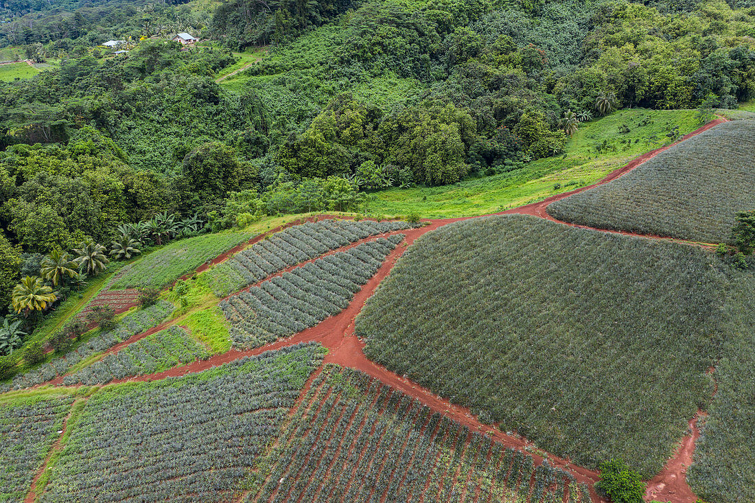 Luftaufnahme Ananasplantagen im Paopao Valley, Moorea, Windward Islands, Französisch-Polynesien, Südpazifik