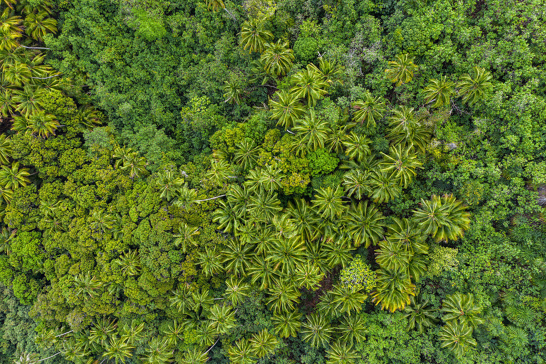 Aerial view of palm trees near the archaeological site of Meae Iipona, Puamau, Hiva Oa, Marquesas Islands, French Polynesia, South Pacific
