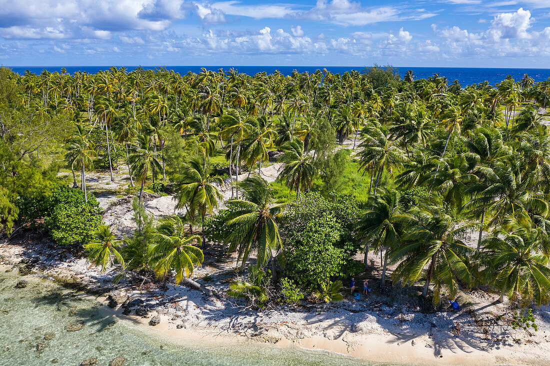 Luftaufnahme von Menschen die sich am Strand entspannen mit Plantage von Kokosnussbäumen dahinter, Insel Avatoru, Rangiroa-Atoll, Tuamotu-Inseln, Französisch-Polynesien, Südpazifik