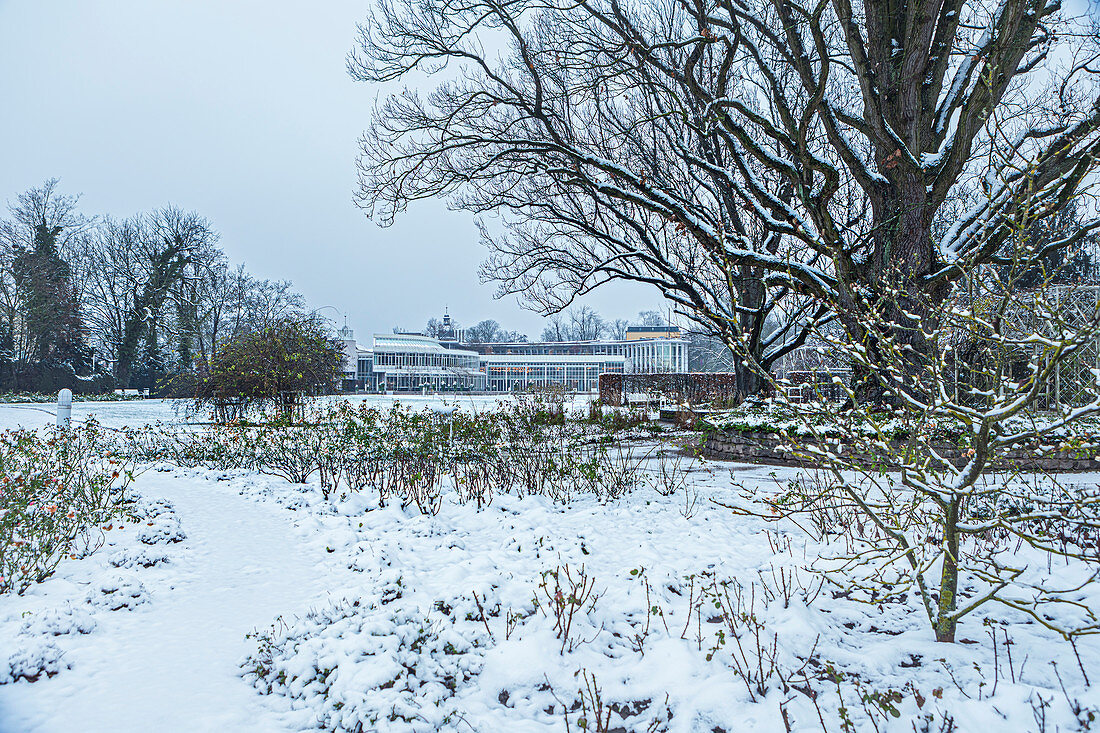 Coburg rose garden in winter, Coburg, Upper Franconia, Bavaria, Germany