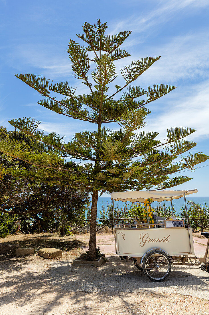 Norfolk fir (Araucaria heterophylla), ice cream sellers bike, Selinunte, Sicily, Italy