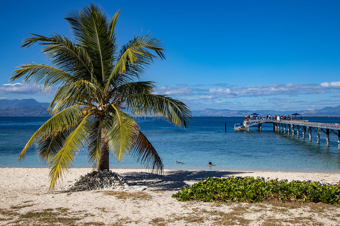 Kokospalme am Strand und Pier im Malamala Island Beach Club, Mala Mala Island, Mamanuca Group, Fidschi-Inseln, Südpazifik