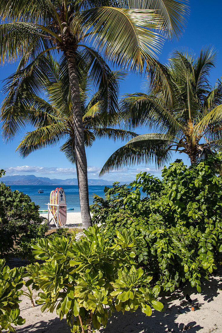 Coconut trees along the beach and SUP stand up paddle boards at Malamala Island Beach Club, Mala Mala Island, Mamanuca Group, Fiji Islands, South Pacific