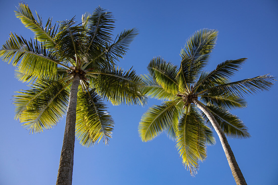 Two coconut trees at Malamala Island Beach Club, Mala Mala Island, Mamanuca Group, Fiji Islands, South Pacific