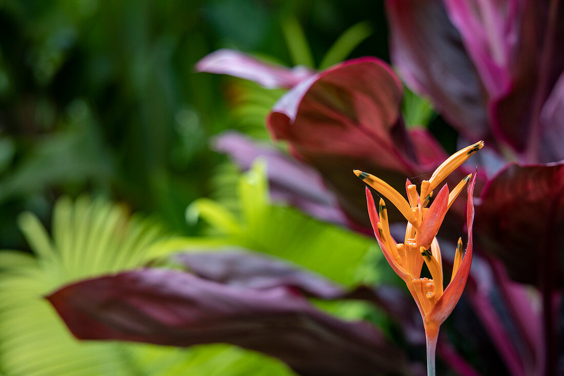 Tropische Blume im Garten des Six Senses Fiji Resort, Malolo Island, Mamanuca Group, Fidschi-Inseln, Südpazifik