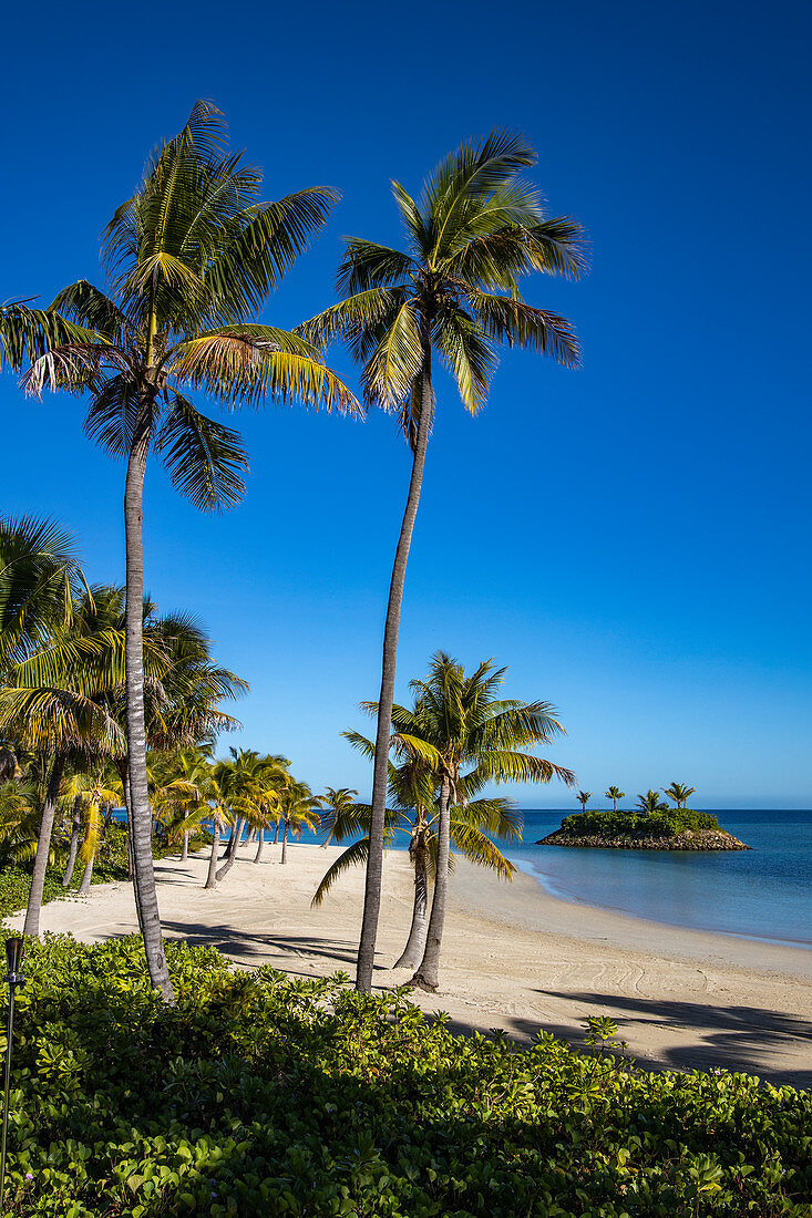 Coconut trees and beach at Six Senses Fiji Resort, Malolo Island, Mamanuca Group, Fiji Islands, South Pacific