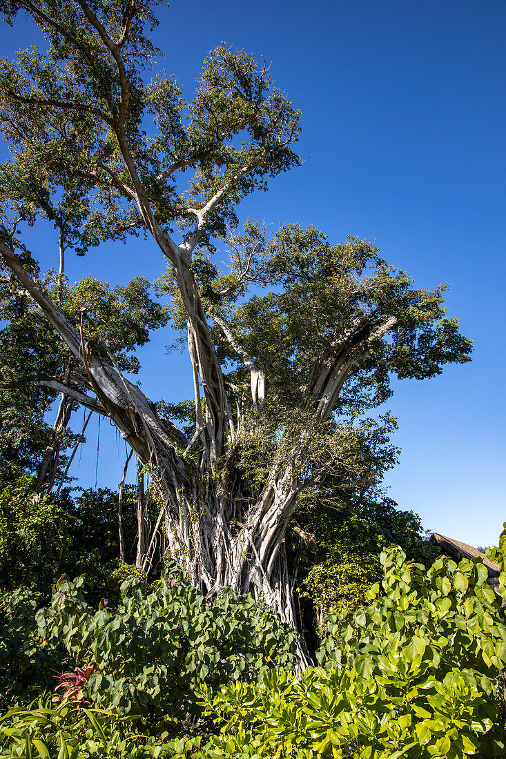 Majestätischer Feigenbaum in den Gärten des Six Senses Fiji Resort, Malolo Island, Mamanuca Group, Fidschi-Inseln, Südpazifik