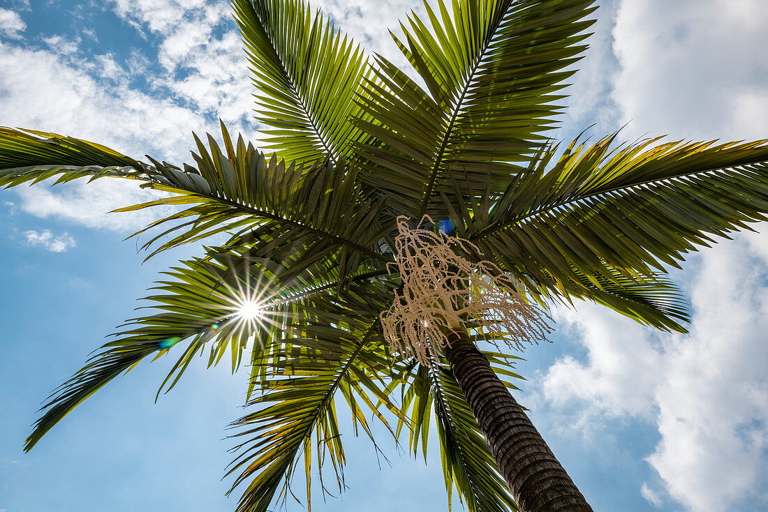 Sun rays shine through fronds of a palm tree in the city center, Kigali, Kigali Province, Rwanda, Africa