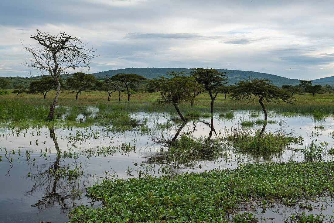 Grasslands with reflection of trees in a pond, near Akagera National Park, Eastern Province, Rwanda, Africa