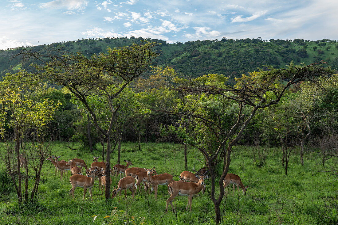 Antilopen in Grasland mit Bäumen und Berg dahinter, Akagera National Park, Eastern Province, Ruanda, Afrika