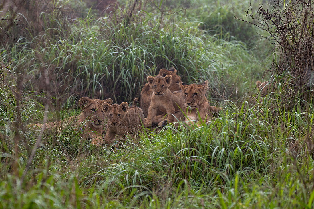 Lion family seen from a safari vehicle operated by luxury resort tented Magashi Camp (Wilderness Safaris), Akagera National Park, Eastern Province, Rwanda, Africa