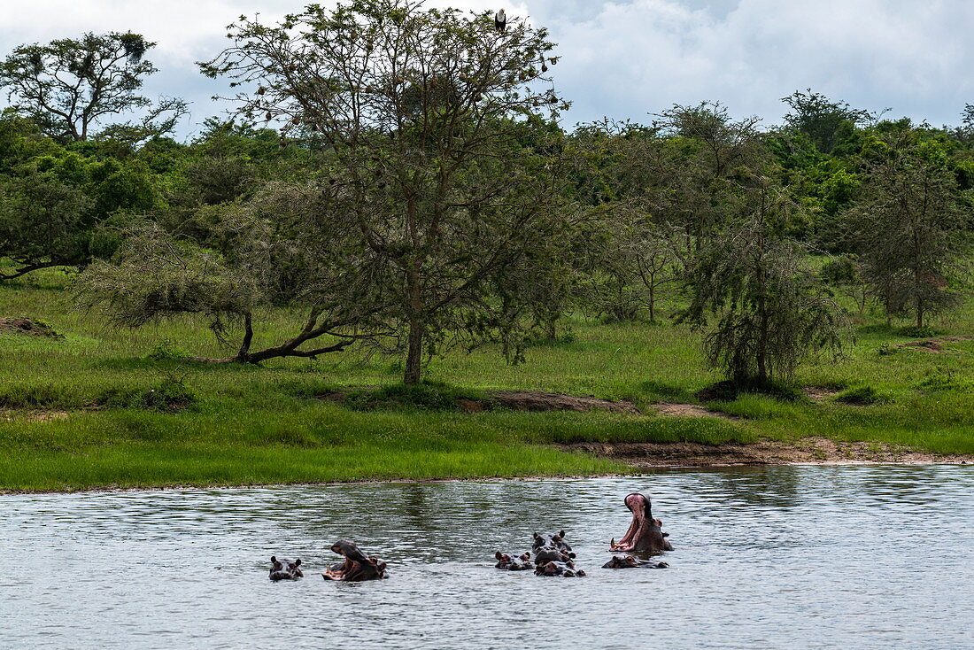 Eine Gruppe Nilpferde im Rwanyakazinga See gesehen von einem Bootsausflug der vom Luxusresort Zeltcamp Magashi Camp (Wilderness Safaris) durchgeführt wird, Akagera National Park, Eastern Province, Ruanda, Afrika