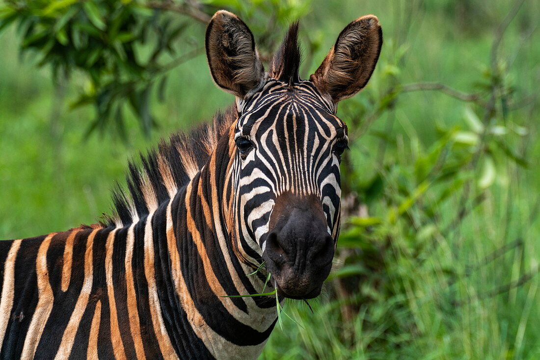 Zebra im Grasland, Akagera National Park, Eastern Province, Ruanda, Afrika