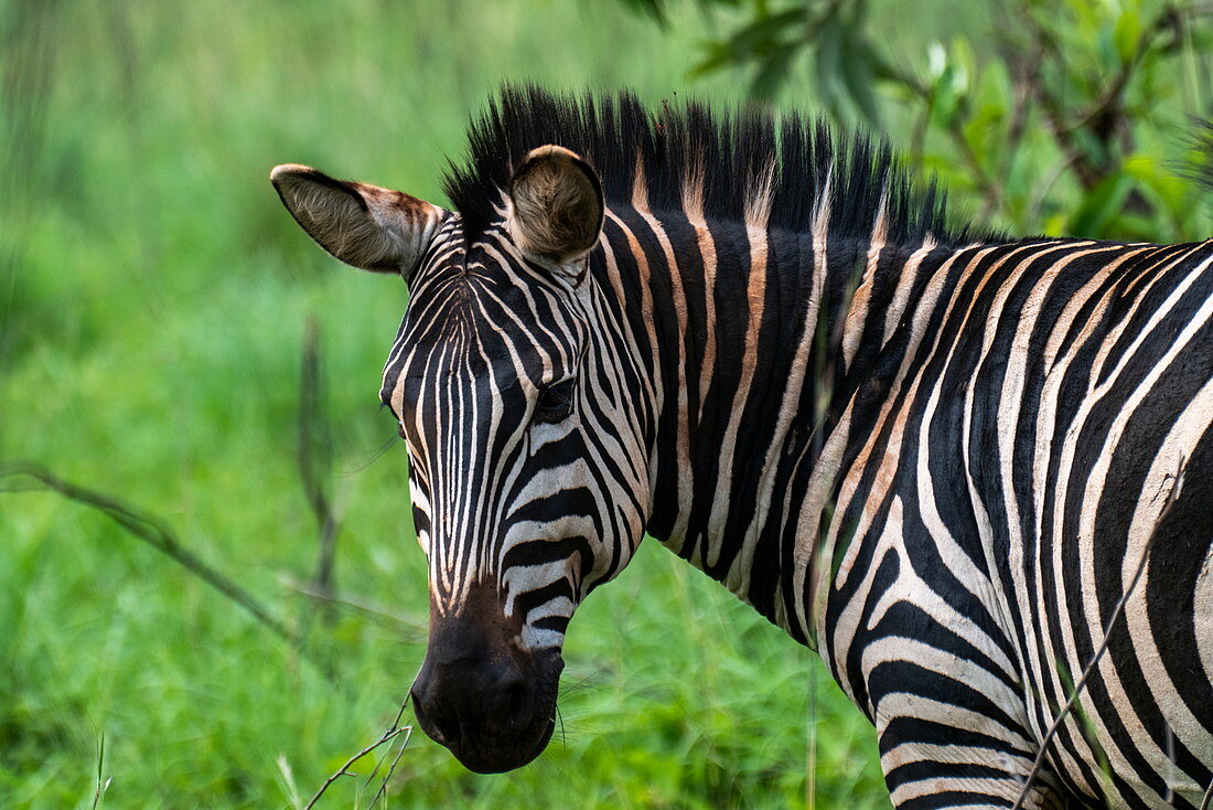Zebra im Grasland, Akagera National Park, Eastern Province, Ruanda, Afrika