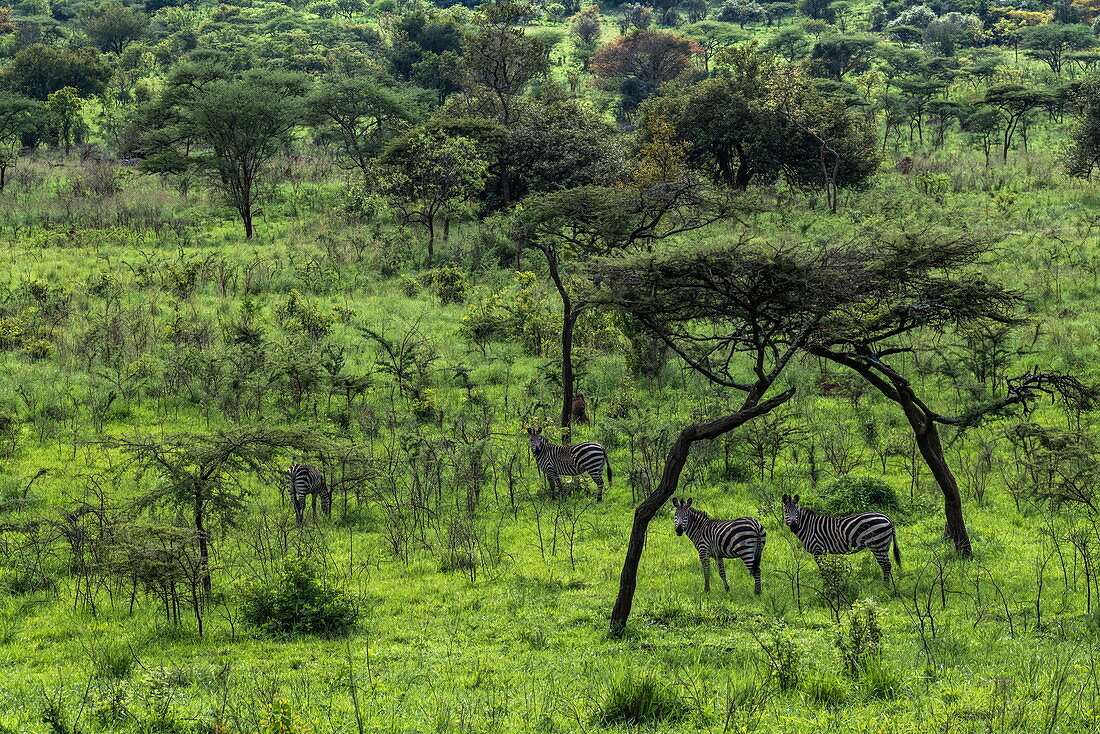 Zebras in üppiger Graslandschaft mit Bäumen, Akagera National Park, Eastern Province, Ruanda, Afrika