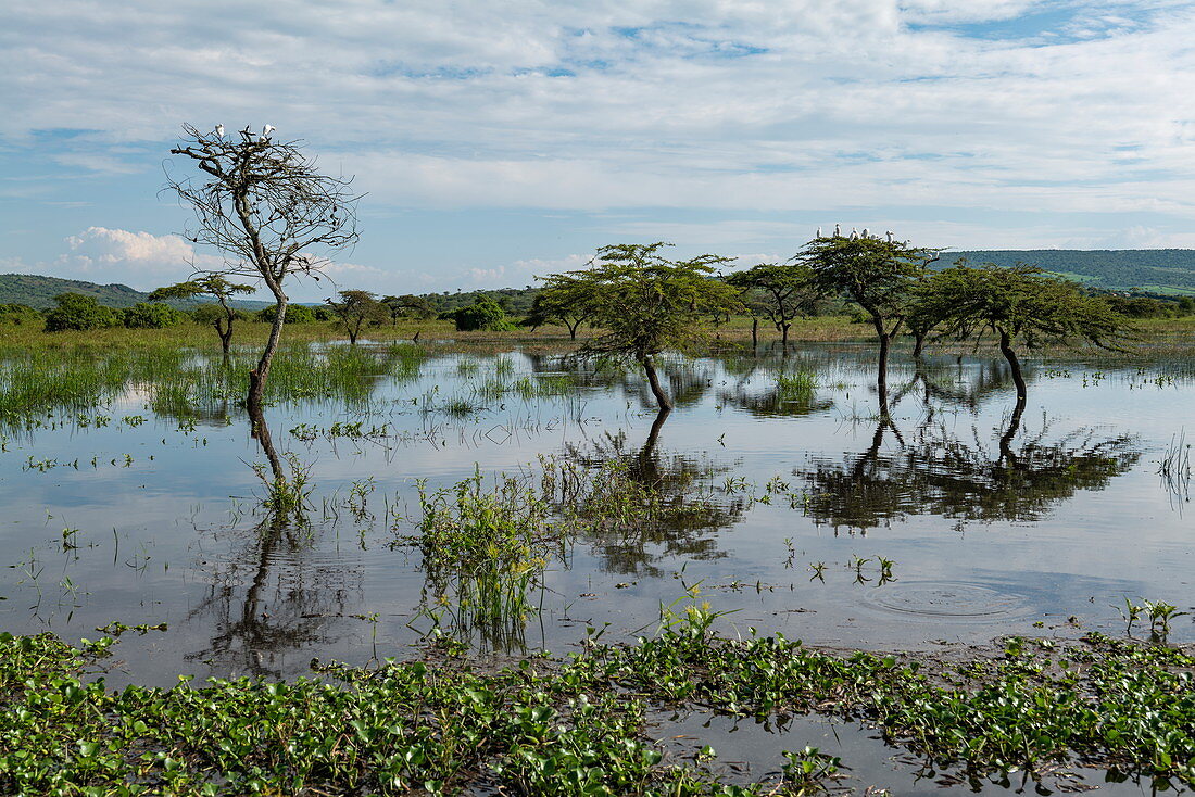 Grasslands with trees in pond, near Akagera National Park, Eastern Province, Rwanda, Africa