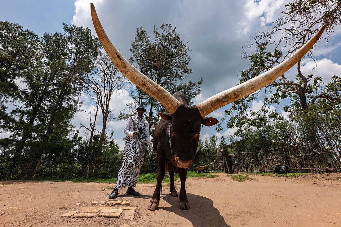 Low view of Inyambo (sacred) cow with huge horns and guardian in the garden of the Royal Palace Museum of Mutara III Rudahigwa from 1931, Nyanza, Southern Province, Rwanda, Africa