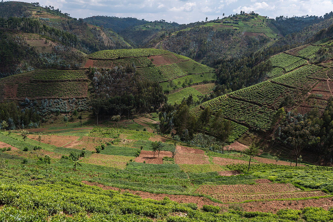 Tea plantations on the hillside, near Mudasomwa, Southern Province, Rwanda, Africa