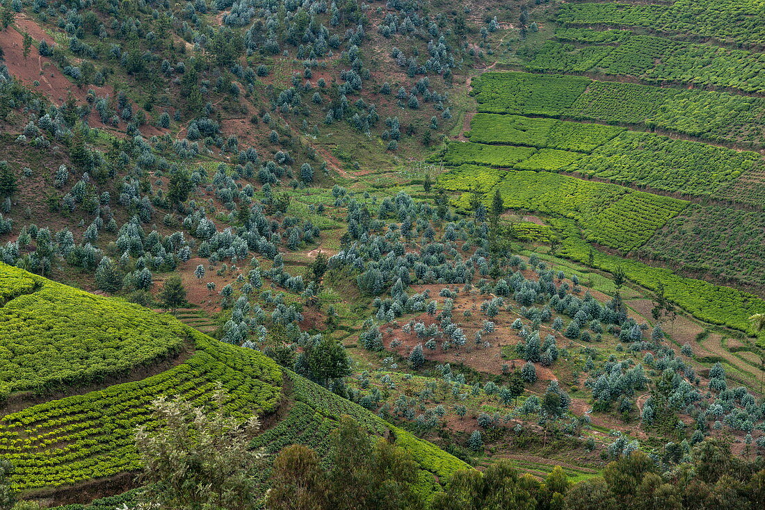 Blick über Teeplantage am Hang, nahe Mudasomwa, Southern Province, Ruanda, Afrika