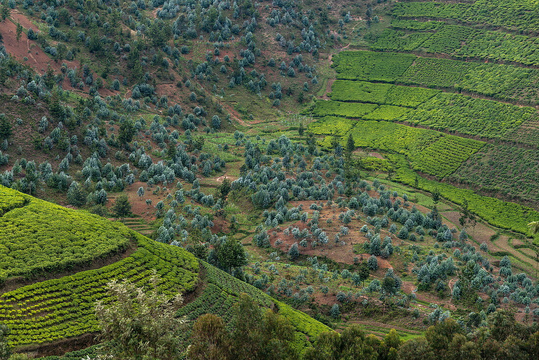 View over tea plantation on hillside, near Mudasomwa, Southern Province, Rwanda, Africa
