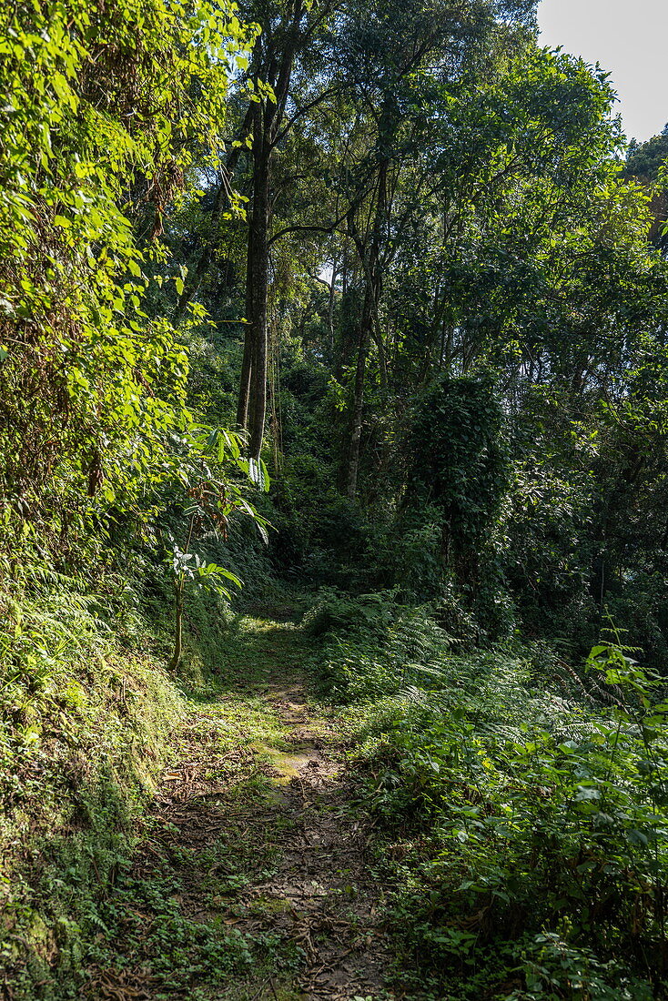 Üppige Vegetation entlang des Igishigishigi Trail auf dem Weg zum Canopy Walkway, Nyungwe Forest National Park, Western Province, Ruanda, Afrika