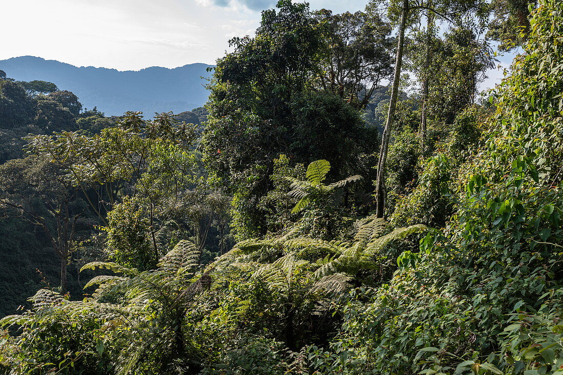 Baumfarne und üppige Vegetation gesehen von Canopy Walkway, Nyungwe Forest National Park, Western Province, Ruanda, Afrika