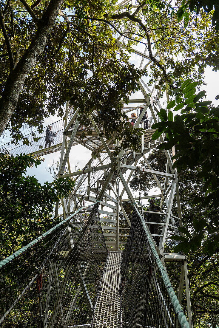 Stairs to the Canopy Walkway, Nyungwe Forest National Park, Western Province, Rwanda, Africa