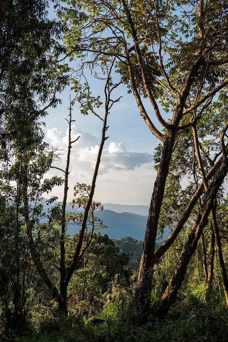 Blick auf Bäume und Berge, Nyungwe Forest National Park, Western Province, Ruanda, Afrika
