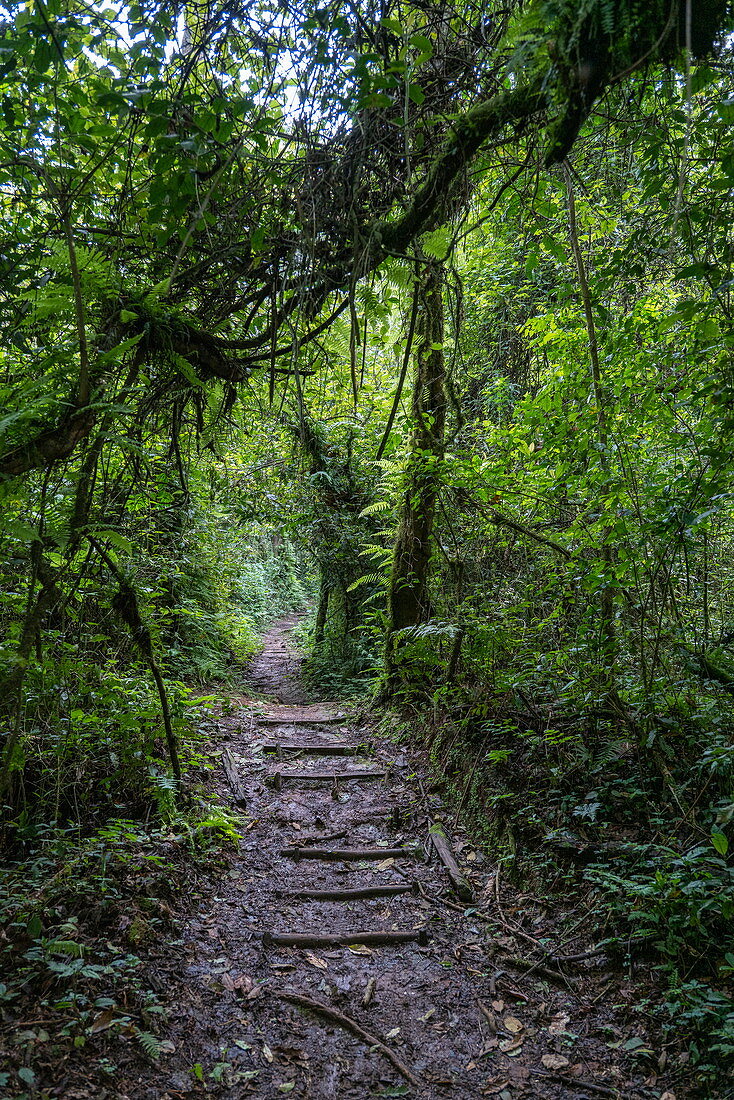 Pfad durch üppigen Dschungel während einer Schimpansen Entdeckungswanderung im Cyamudongo Forest, Nyungwe Forest National Park, Western Province, Ruanda, Afrika
