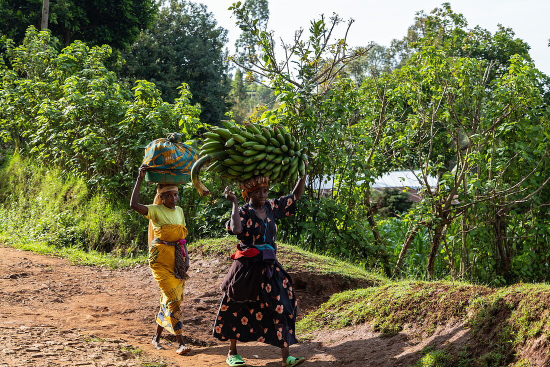 Zwei Frauen die Korb und schwere Bananenstaude auf Köpfen tragen, nahe Gisakura, Western Province, Ruanda, Afrika