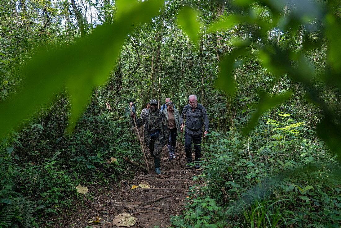 Ranger guide and hiking group run through lush jungle during a chimpanzee discovery hike in Cyamudongo Forest, Nyungwe Forest National Park, Western Province, Rwanda, Africa