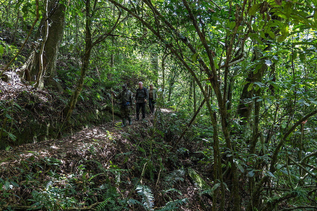 Ranger guide and hiking group run through lush jungle during a chimpanzee discovery hike in Cyamudongo Forest, Nyungwe Forest National Park, Western Province, Rwanda, Africa