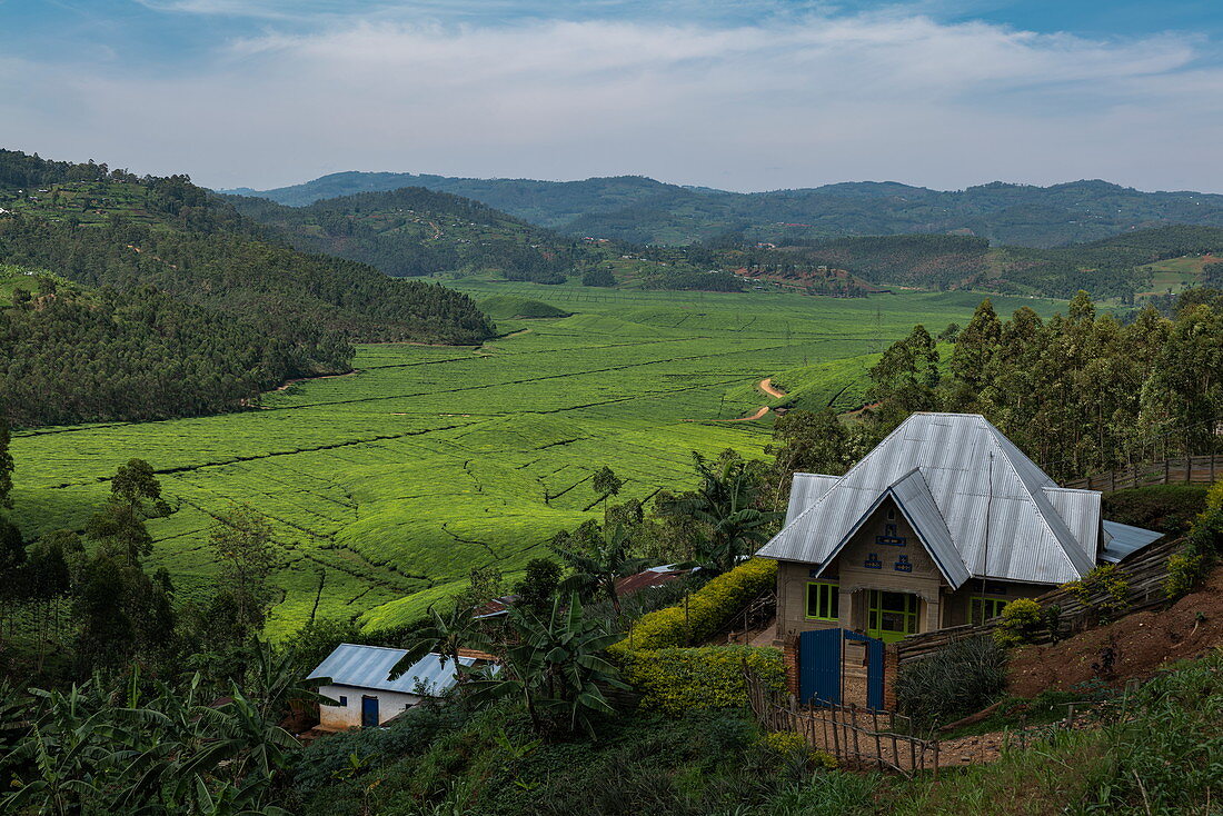 Haus mit Blick auf Teeplantage und Berge, nahe Gisakura, Western Province, Ruanda, Afrika