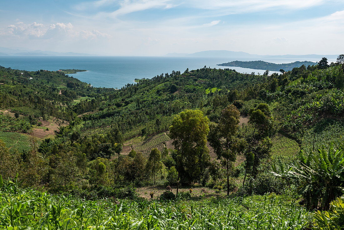 Banana tree plantation with Lake Kivu in the distance, near Kinunu, Western Province, Rwanda, Africa
