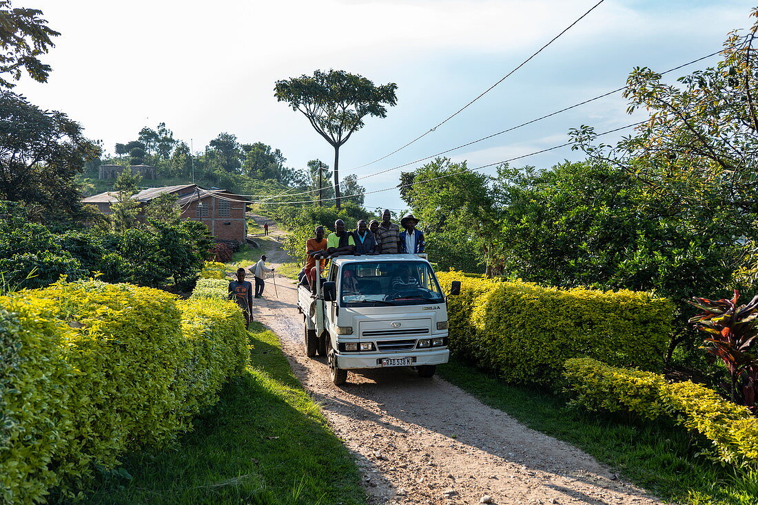 Workers from coffee plantation drive onto the back of a truck, Kinunu, Western Province, Rwanda, Africa