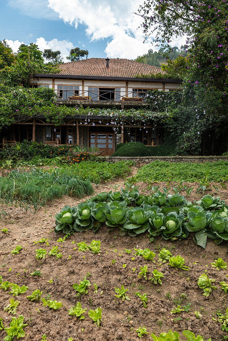 Gemüse wird im Garten des Kivu Paradis Hotel Resort am Ufer des Kivu See angebaut, Nyamyumba, Western Province, Ruanda, Afrika