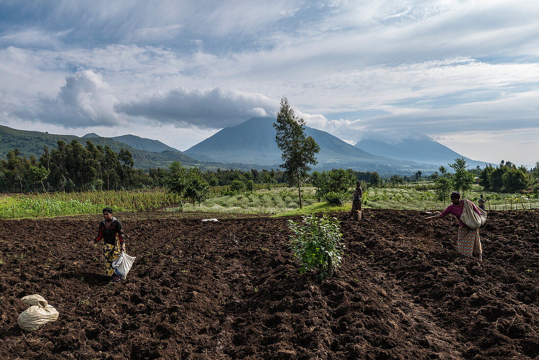 Frauen ernten Kartoffeln von fruchtbaren Feldern, Volcanoes National Park, Northern Province, Ruanda, Afrika