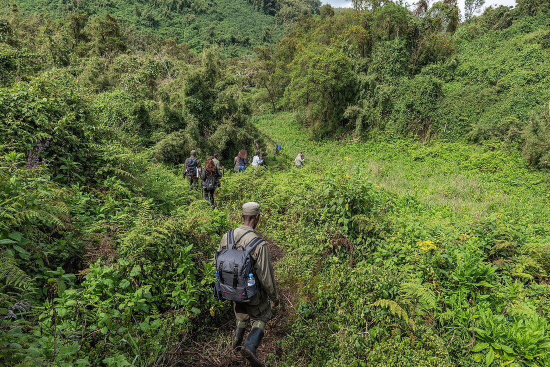 Ranger Guides und Besucher manövrieren ihren Weg durch dichten Dschungel während eines Trekking Ausflug zur Sabyinyo Gruppe von Gorillas, Volcanoes National Park, Northern Province, Ruanda, Afrika