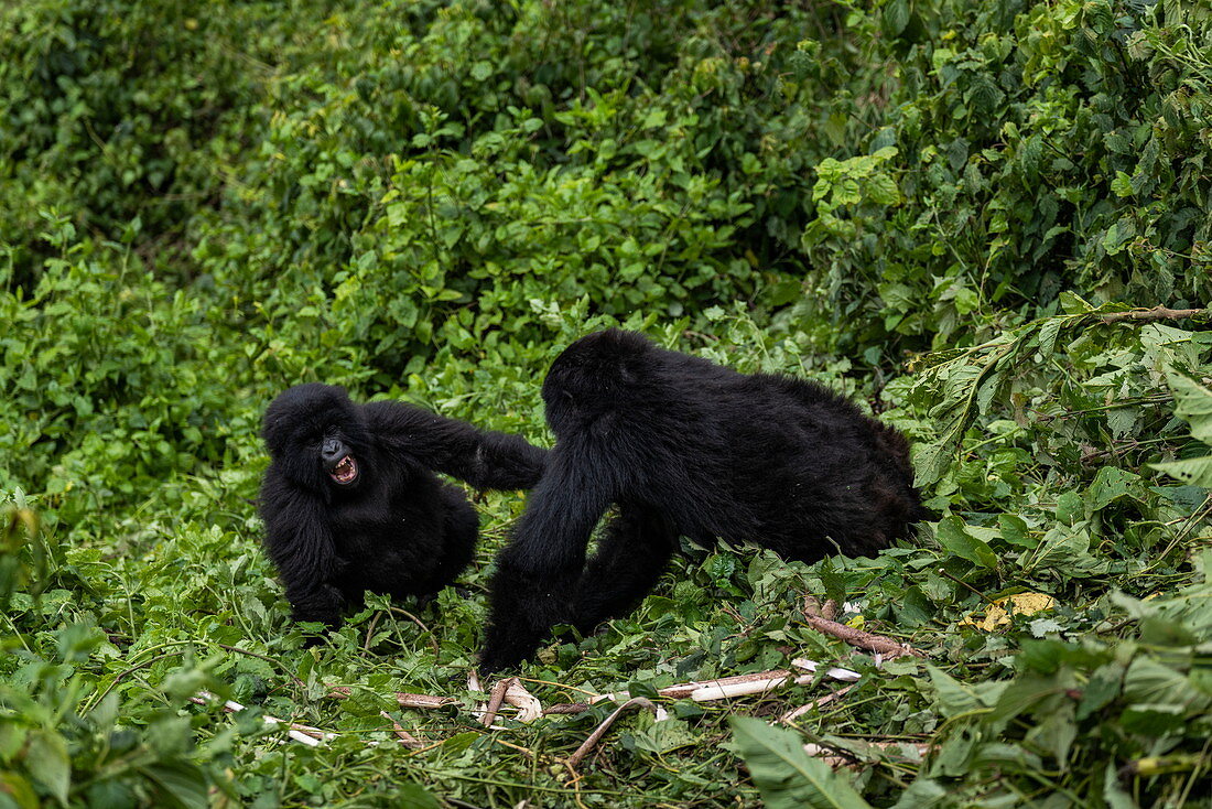 Zwei junge Gorillas der Sabyinyo Gruppe von Gorillas, Volcanoes National Park, Northern Province, Ruanda, Afrika