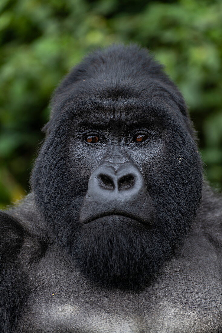 Silverback Guhonda ist über 30 Jahre alt, zwei Meter groß, wiegt mehr als 200 kg und ist der unbestrittene Anführer der Sabyinyo Gruppe von Gorillas im Volcanoes National Park, Northern Province, Ruanda, Afrika