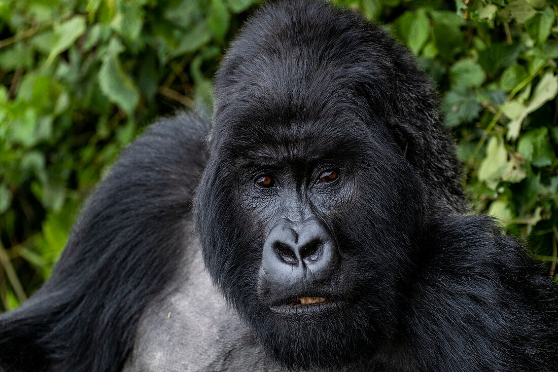 Silverback Guhonda is over 30 years old, two meters tall, weighs more than 200 kg and is the undisputed leader of the Sabyinyo group of gorillas in Volcanoes National Park, Northern Province, Rwanda, Africa