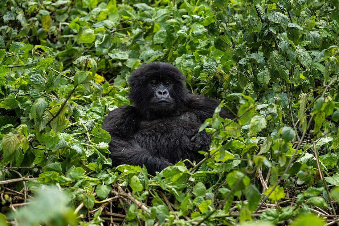Gorilla der Sabyinyo Gruppe von Gorillas, Volcanoes National Park, Northern Province, Ruanda, Afrika