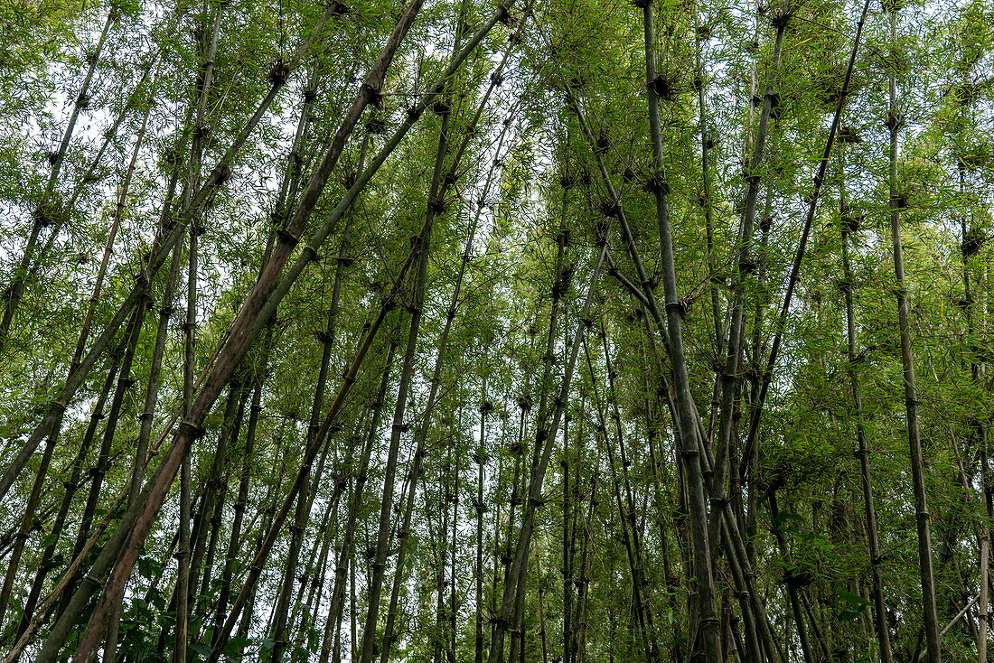 Bambus im Dschungel während eines Trekking Ausflug zur Sabyinyo Gruppe von Gorillas, Volcanoes National Park, Northern Province, Ruanda, Afrika