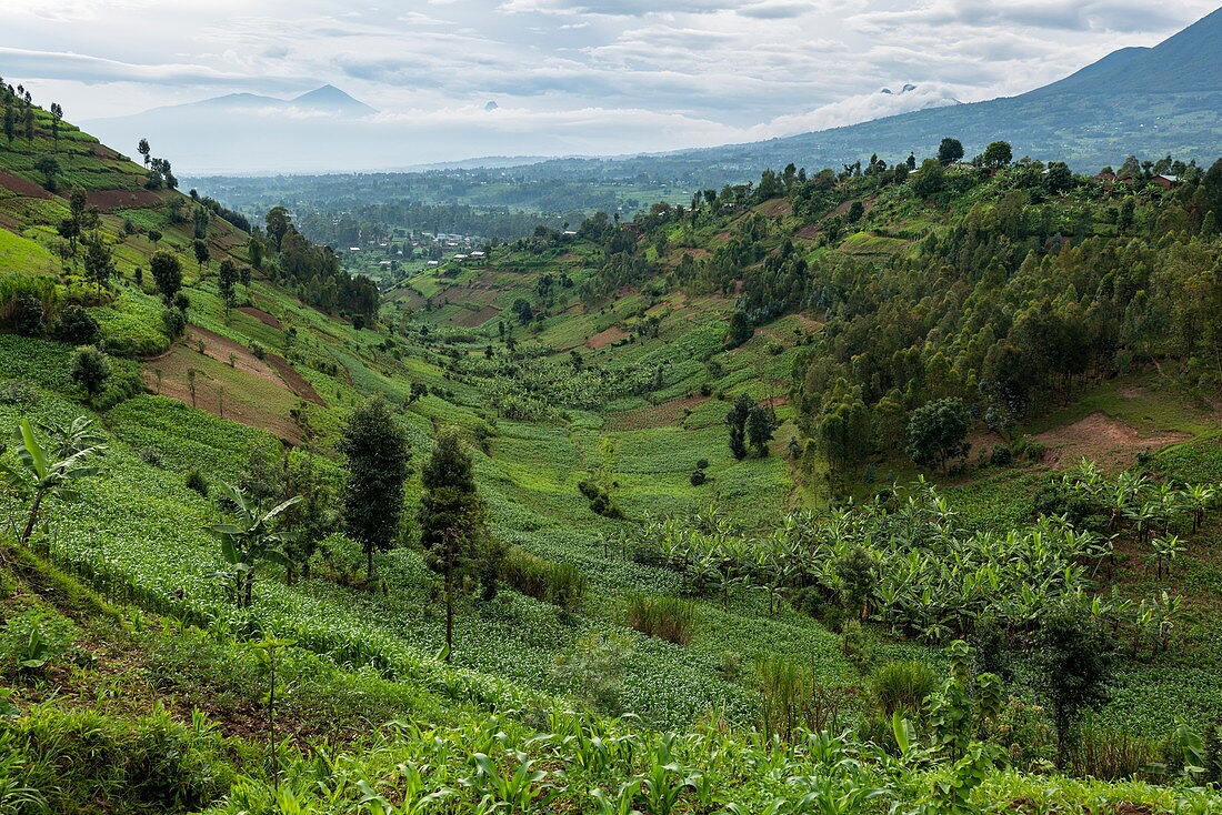 Lush landscape, near Kinyababa, Northern Province, Rwanda, Africa