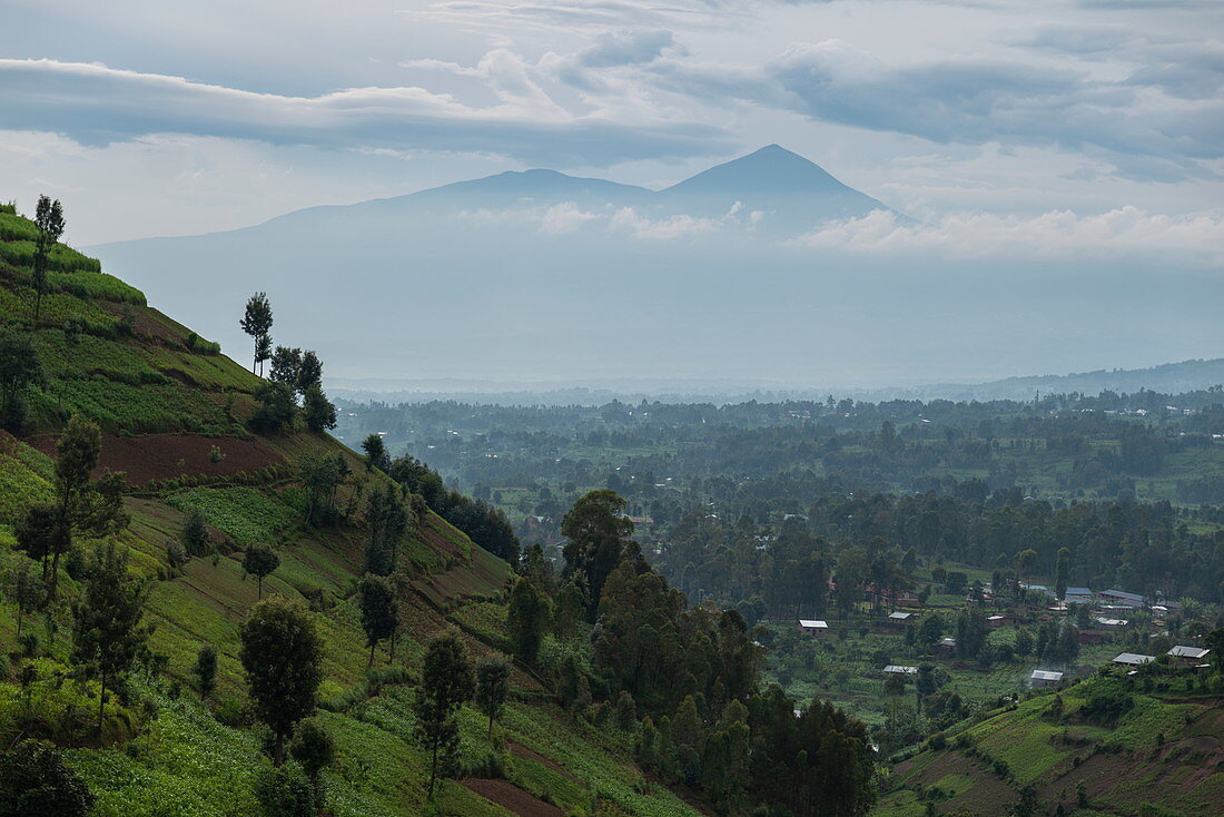 Trees on hillside with volcanic peaks in the distance, near Kinyababa, Northern Province, Rwanda, Africa
